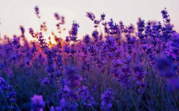Ý nghĩa của hoa oải hương – loài hoa bình yên