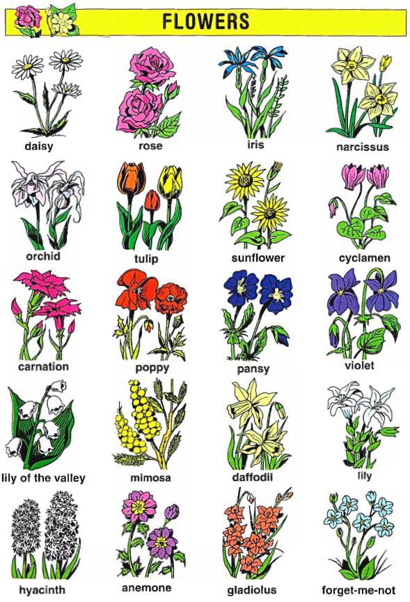 Tên tiếng Anh của các loài hoa, bạn đã biết chưa nhỉ?