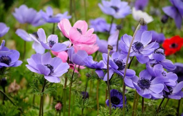 Ý nghĩa của hoa thu mẫu đơn – loài hoa mang vẻ đẹp tinh tế