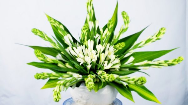 Cách cắm hoa huệ trắng đẹp đơn giản cho người mới