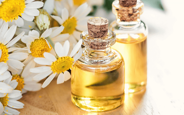 Tác dụng của tinh dầu hoa cúc đối với sức khoẻ và sắc đẹp