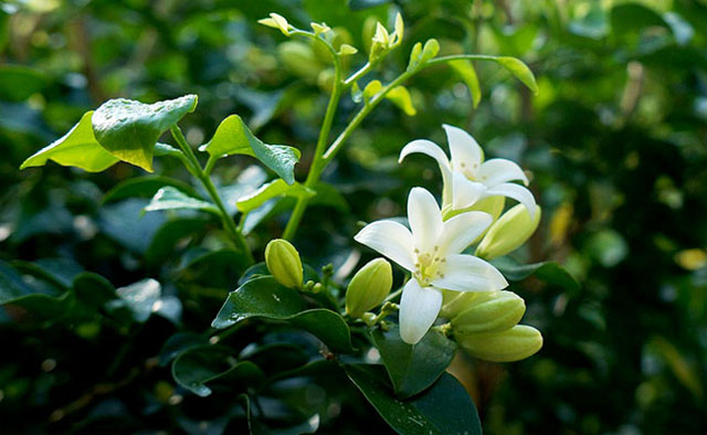 các loài hoa màu trắng nhỏ thơm - hoa nguyệt quế