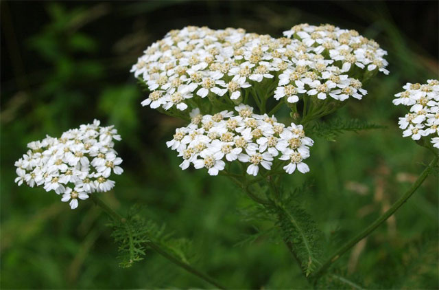 các loài hoa màu trắng nhỏ thơm - cúc vạn diệp