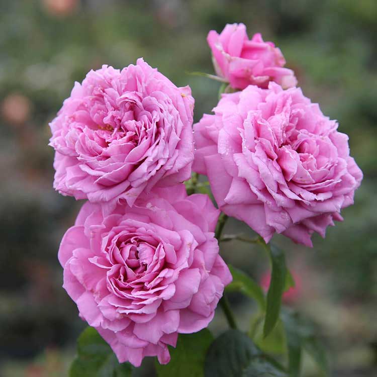 Hoa hồng Aozora