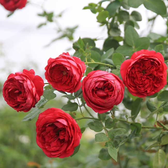 Hoa hồng Pas de Deux