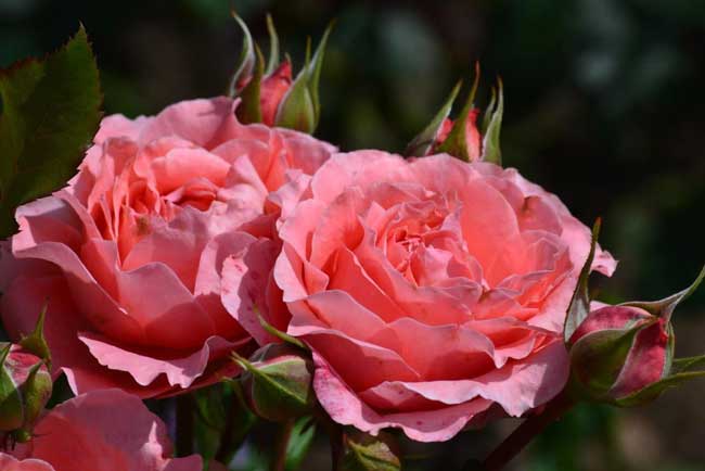 Hoa hồng Corail Gelee
