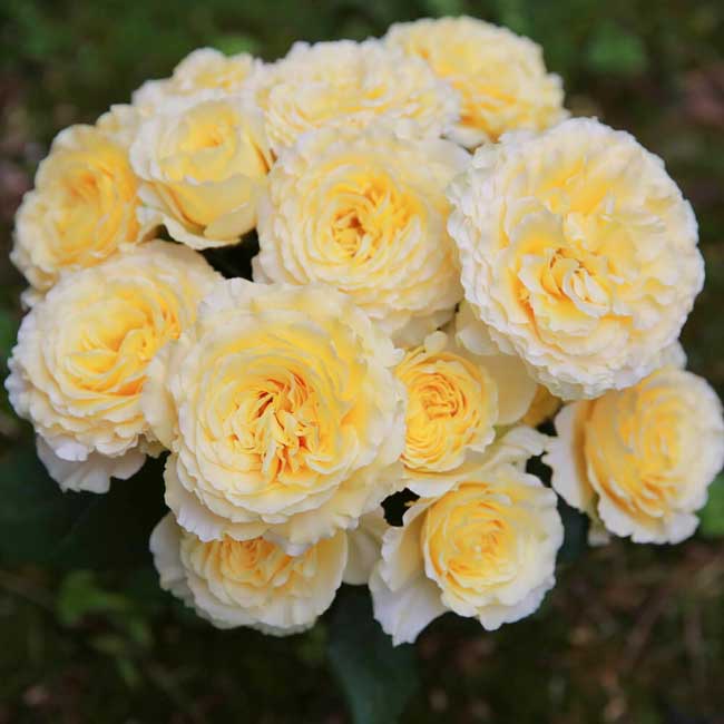 Hoa hồng Kaikyo