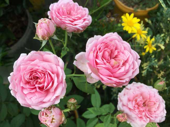 Hoa hồng Miyako Rose